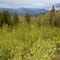 Young Aspen Forest; Devil’s Canyon area, FSR 246, Arapaho NF, off of Mt Evan’s Hwy 103, SW fo Idaho Springs, CO
