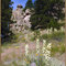 Summer decoration, Horsetooth Mountain