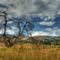 Bobcat Ridge
