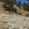 Rocky Mountain Big Horn Sheep down low...