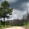 ominous Pine Beetle kill scene