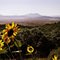 Summer on the plateaus