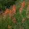 Colorado mountain flower (Castilleja indivisa) - Colorado hegyi virág