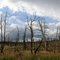 Leégett erdő 9 évvel a tűz után (Burned forest 9 years after the fire) - Mesa Verde, Colorado