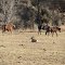 Big Horn Sheep
