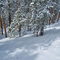 Tree-skiing at Winter Park