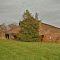 Barn and holly tree