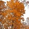 Autumn tree at Ingleside