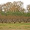 fruit trees