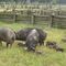 Old Breed Pigletts at George Washington Birthplace