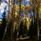 Fall Near Ski Sunlight above Glenwood Springs, Co