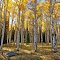 101002 FourMile PCP10903