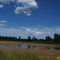 Swamp/Lake for Bird Watching