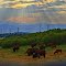 Bison in the sunset