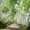 Through the Aspen on Last Dollar Road