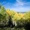 Last Dollar Rd Aspens