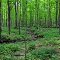 Schmidt Maple Woods State Natural Area