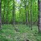 Schmidt Maple Woods State Natural Area