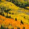 Aspens in San Juan NF, Colorado