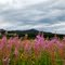 Summer on Rabbit Ears Pass