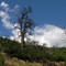 pinon and sky