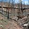 Missionary Ridge Fire