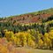 Fall colors by Los Ranchitos, central Florida Valley
