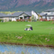 Trimble, Golf course