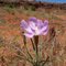 Wildflower