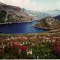 Wildflowers and Lake Hope -Uncompahgre NF CO 8-20-1994