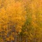 Changing Aspens Near Oak Creek