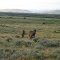 horses outside of Rand