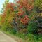 Caraquet - Allee des Albert