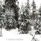 Forest in winter - St Simon near Caraquet