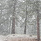 Rd to Pinos 05 Feb 09