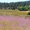 September color, along Cuddy Valley Rd., on the Fault.
