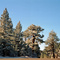 Los Padres National Forest