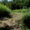 July 15 site 6 mowed lawn