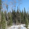 Land just down the road, Crane Lake