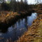 swamp life is the only life for me