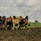 Mennonite farmer and his team.