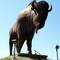 The Largest Buffalo