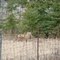 Fox on the way to Hilliardton Marsh