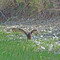 Turkey Vulture