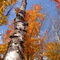 Autumn leaves 秋叶