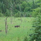 Algonquin Moose in the Mist