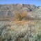 A Lone Tree in Autumn in the Badlands Near Drumheller