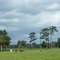 Pastoral Florida