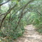 trail though ghosttown, Atsena Otie Key Fla (5-25-2008)