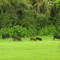 Wild Hogs at the Lower Suwanee NWR Headquarters